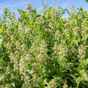 May include: A dense cluster of green plants featuring numerous small, white, and light-colored flower buds arranged in upright spikes. Several honeybees are visible foraging among the blossoms under a clear, bright blue sky.