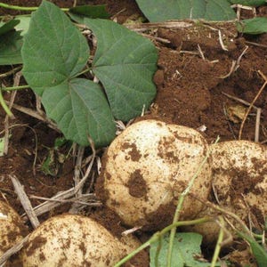 Pu&ograve; includere: Diversi tuberi di jicama rotondi e chiari, parzialmente coperti di terra marrone scuro, sono adagiati nel terreno. Foglie verdi a forma di cuore e steli sottili sono visibili tra i tuberi, crescendo direttamente dalla terra scura e ruvida.