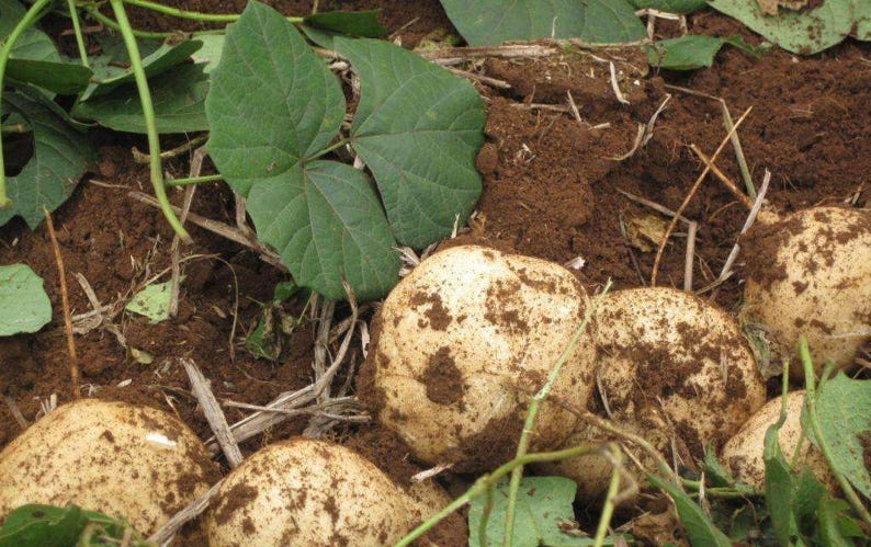 Pu&ograve; includere: Diversi tuberi di jicama rotondi e chiari, parzialmente coperti di terra marrone scuro, sono adagiati nel terreno. Foglie verdi a forma di cuore e steli sottili sono visibili tra i tuberi, crescendo direttamente dalla terra scura e ruvida.