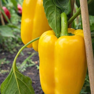 Puede incluir: Dos pimientos amarillos vibrantes cuelgan del tallo de una planta verde. Los pimientos tienen una piel lisa y brillante y est&aacute;n sujetos a una estaca de madera resistente. Grandes hojas verdes rodean los pimientos que crecen en tierra oscura.