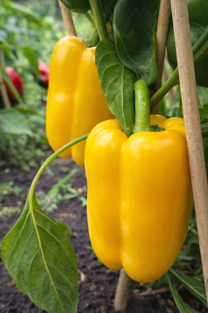 Puede incluir: Dos pimientos amarillos vibrantes cuelgan del tallo de una planta verde. Los pimientos tienen una piel lisa y brillante y est&aacute;n sujetos a una estaca de madera resistente. Grandes hojas verdes rodean los pimientos que crecen en tierra oscura.