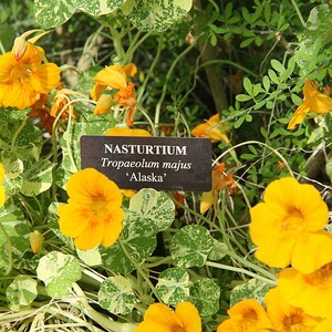 20+ Kapuzinerkresse-Alaska-Mischung (Tropaeolum majus, Kapuzinerkresseblüte, Gartenpflanze) Bild 2