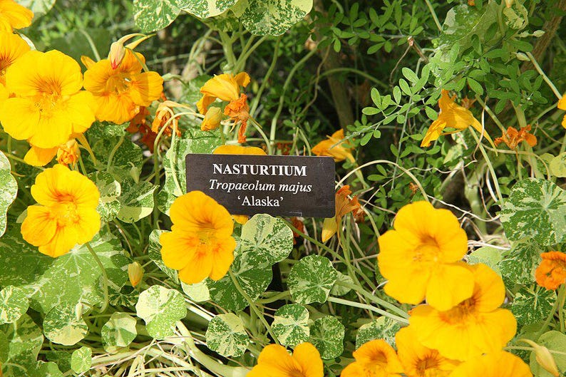 20+ Kapuzinerkresse-Alaska-Mischung (Tropaeolum majus, Kapuzinerkresseblüte, Gartenpflanze) Bild 2