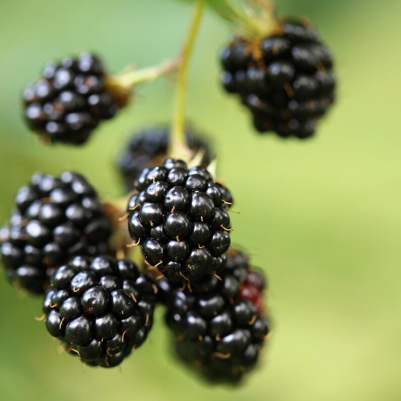 20-100 zaden van de Himalaya-braam, Rubus, wilde bergbessenstruik afbeelding 5