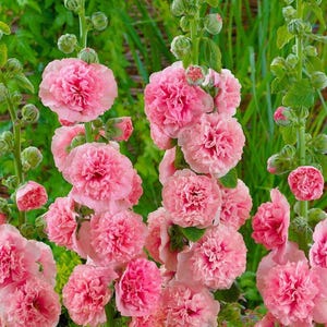 Peut inclure: Hautes tiges de roses tr&eacute;mi&egrave;res roses &agrave; fleurs doubles aux p&eacute;tales fronc&eacute;s et multicouches. Les fleurs roses &eacute;clatantes poussent en grappes le long des tiges vertes, parsem&eacute;es de nombreux boutons floraux ferm&eacute;s et de feuilles vertes.
