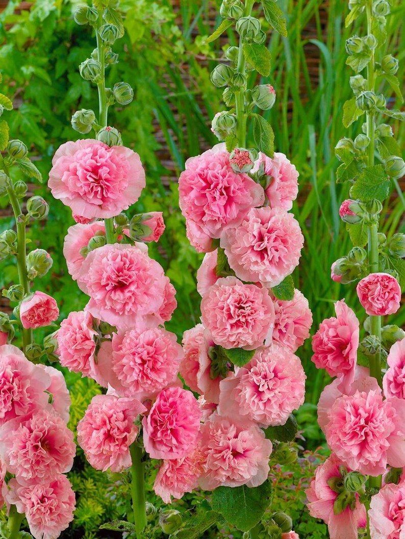 Peut inclure: Hautes tiges de roses tr&eacute;mi&egrave;res roses &agrave; fleurs doubles aux p&eacute;tales fronc&eacute;s et multicouches. Les fleurs roses &eacute;clatantes poussent en grappes le long des tiges vertes, parsem&eacute;es de nombreux boutons floraux ferm&eacute;s et de feuilles vertes.