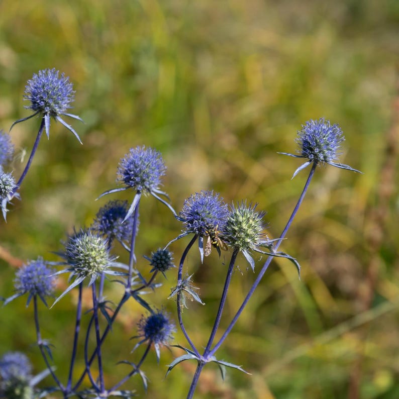 Más de 100 semillas de cardo globo, Echinops sphaerocephalus, flor esférica azul. imagen 4
