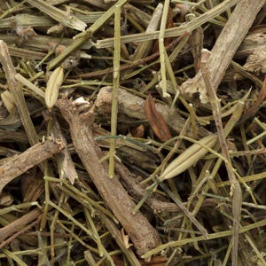 100-500 Green Chiretta Seeds, Andrographis paniculata, Kalmegh Herb image 8