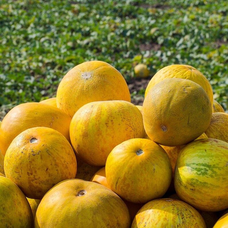 25+ Yellow melon Seeds, Cucumis melo, Pumpkins, gourds and melons image 2