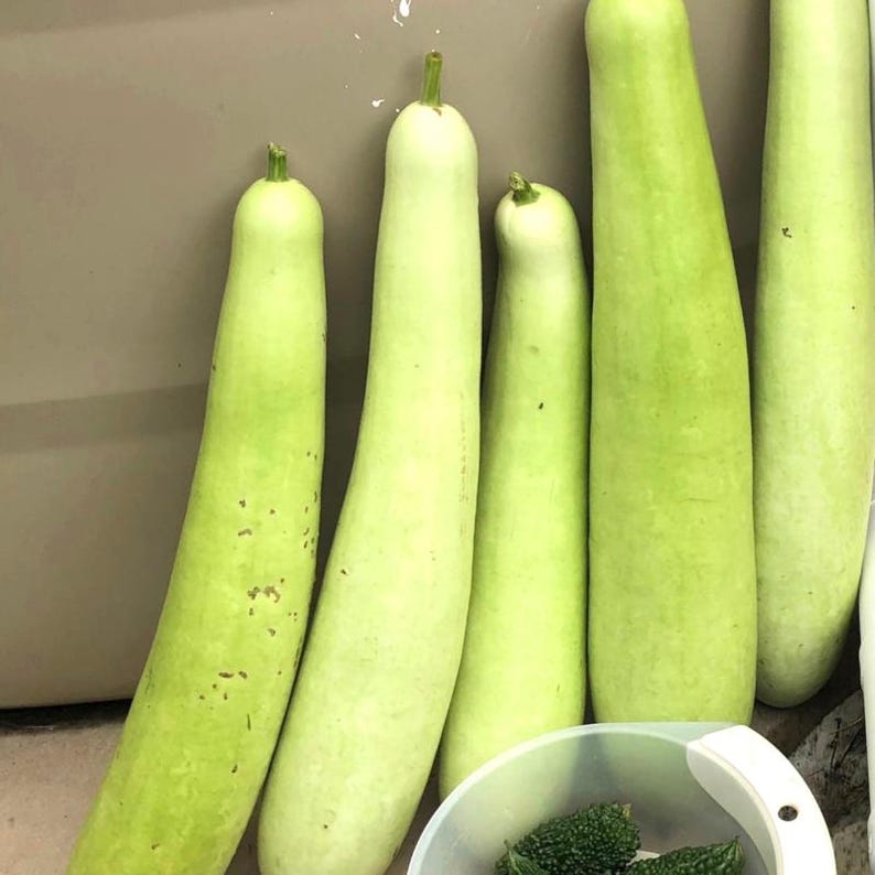 10+ Flaschenkürbis-Samen (Ramdev), Lagenaria siceraria, Kürbisse, Flaschenkürbisse und Melonen Bild 3