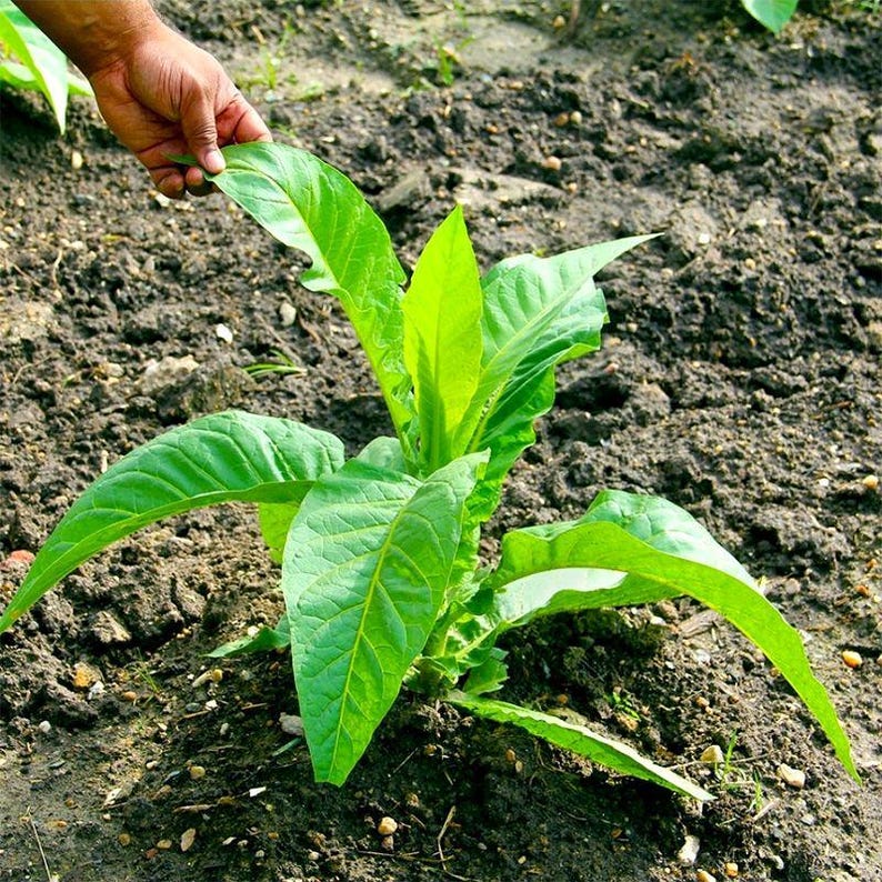 Peut inclure: Une jeune plante de tabac aux larges feuilles vert vif poussant directement dans un sol sombre et labour&eacute;. La plante pr&eacute;sente une tige centrale avec plusieurs grandes feuilles allong&eacute;es s'&eacute;tendant vers l'ext&eacute;rieur, aux nervures marqu&eacute;es.
