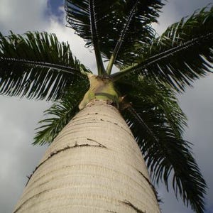 Puede incluir: Una vista en contrapicado de una palmera alta con un tronco de color gris claro y textura rugosa, con una corona de largas hojas de color verde oscuro que se extienden hacia un cielo nublado con parches de azul entre las hojas.