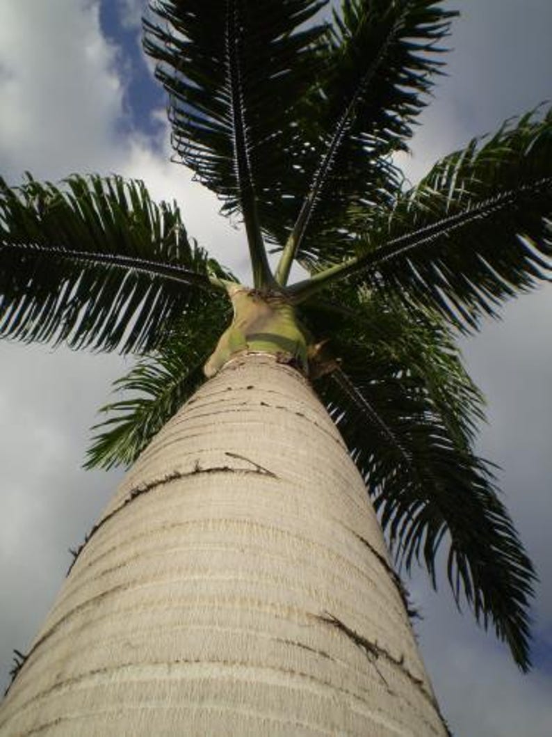 Puede incluir: Una vista en contrapicado de una palmera alta con un tronco de color gris claro y textura rugosa, con una corona de largas hojas de color verde oscuro que se extienden hacia un cielo nublado con parches de azul entre las hojas.