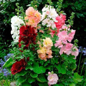 Peut inclure: Un groupe de roses tr&eacute;mi&egrave;res hautes aux p&eacute;tales fronc&eacute;s et multicouches dans des tons de rouge profond, p&ecirc;che doux, rose p&acirc;le et blanc &eacute;clatant. Les fleurs poussent sur des tiges vertes robustes avec de larges feuilles lob&eacute;es et des boutons.