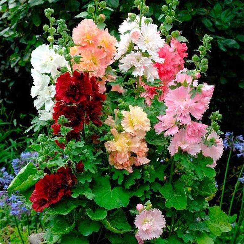 Peut inclure: Un groupe de roses tr&eacute;mi&egrave;res hautes aux p&eacute;tales fronc&eacute;s et multicouches dans des tons de rouge profond, p&ecirc;che doux, rose p&acirc;le et blanc &eacute;clatant. Les fleurs poussent sur des tiges vertes robustes avec de larges feuilles lob&eacute;es et des boutons.