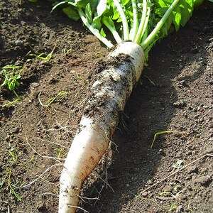 Op de afbeelding: Een vers geoogste witte daikon-radijs met lange, levendig groene bladeren. De wortel is cilindervormig, loopt taps toe naar een punt en vertoont vlekken van donkere aarde op de gladde, bleke schil, samen met dunne, fijne wortelharen.