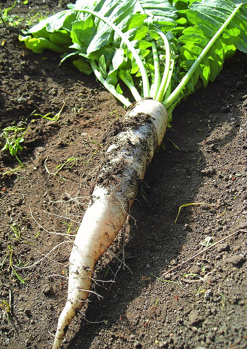 Op de afbeelding: Een vers geoogste witte daikon-radijs met lange, levendig groene bladeren. De wortel is cilindervormig, loopt taps toe naar een punt en vertoont vlekken van donkere aarde op de gladde, bleke schil, samen met dunne, fijne wortelharen.