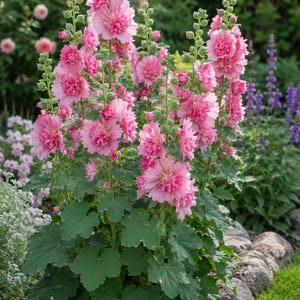 Peut inclure: Des roses tr&eacute;mi&egrave;res hautes dot&eacute;es de multiples tiges avec des fleurs rose clair denses et fris&eacute;es ainsi que de nombreux boutons verts. Les plantes pr&eacute;sentent de grandes feuilles lob&eacute;es vert fonc&eacute; &agrave; la base, dans un jardin.