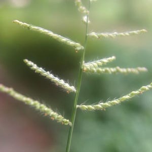 May include: A single stalk of green grass featuring multiple thin, branching stems extending outwards. Each branch is lined with small, pale green, seed-like florets and fine, delicate hairs that catch the light along the edges of the plant structure.