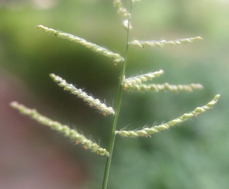 May include: A single stalk of green grass featuring multiple thin, branching stems extending outwards. Each branch is lined with small, pale green, seed-like florets and fine, delicate hairs that catch the light along the edges of the plant structure.