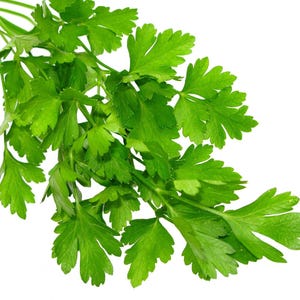 Pu&ograve; includere: Un mazzetto di prezzemolo fresco a foglia piatta con foglie verde vibrante e seghettate attaccate a steli sottili di colore verde chiaro. L'erba &egrave; disposta in un grappolo con molteplici steli ramificati, mostrando una consistenza naturale e un colore verde brillante.