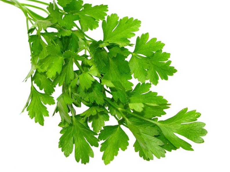 Pu&ograve; includere: Un mazzetto di prezzemolo fresco a foglia piatta con foglie verde vibrante e seghettate attaccate a steli sottili di colore verde chiaro. L'erba &egrave; disposta in un grappolo con molteplici steli ramificati, mostrando una consistenza naturale e un colore verde brillante.