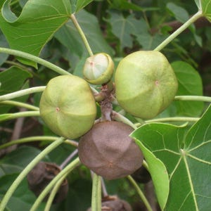 May include: A cluster of round, multi-lobed seed pods growing on a plant with broad, green, palmately veined leaves. The pods vary in colour from light green to a mature, textured brown, each featuring a small, pointed tip at the centre.
