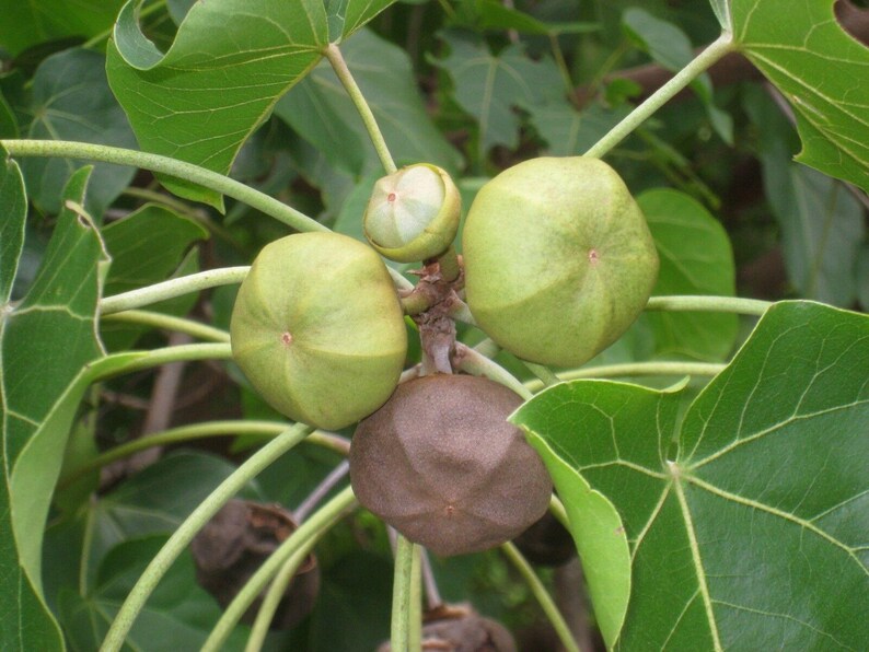 May include: A cluster of round, multi-lobed seed pods growing on a plant with broad, green, palmately veined leaves. The pods vary in colour from light green to a mature, textured brown, each featuring a small, pointed tip at the centre.