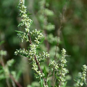 Über 200 Samen des Gemeinen Beifußes (Artemisia vulgaris), einer wilden, aromatischen Pflanze Bild 5