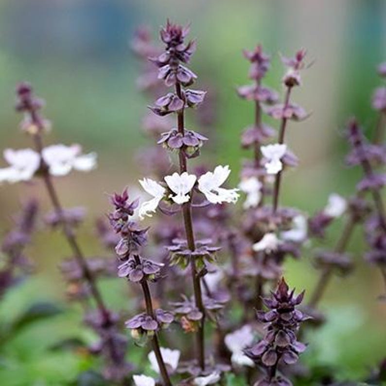 K&ouml;nnte beinhalten: Ein B&uuml;schel bl&uuml;hender Basilikumst&auml;ngel mit dunkelvioletten Stielen und Kelchen sowie kleinen, zarten wei&szlig;en Bl&uuml;ten, die entlang der vertikalen &Auml;hren bl&uuml;hen. Die Pflanze zeigt mehrere aufrechte St&auml;ngel mit geschichteten violetten Knospen.
