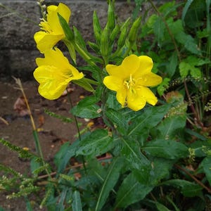 Über 100 Nachtkerzensamen (Oenothera) Bild 9