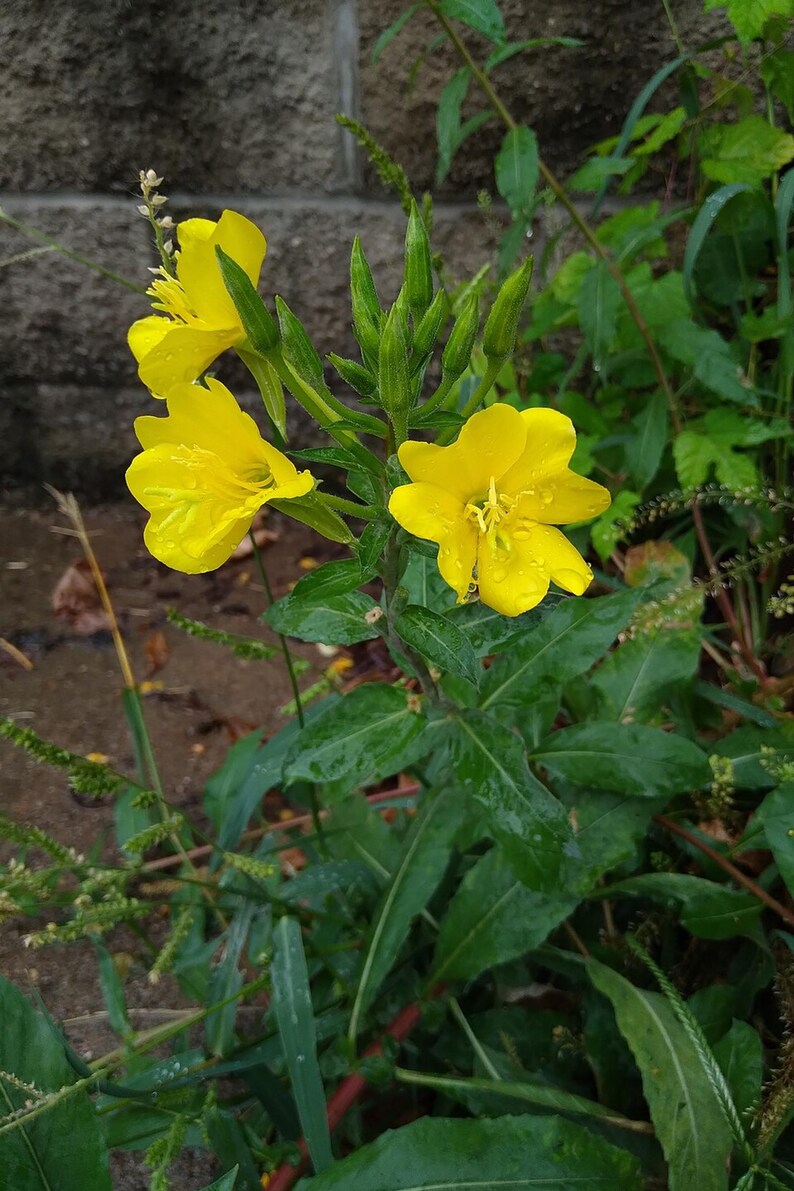Über 100 Nachtkerzensamen (Oenothera) Bild 9