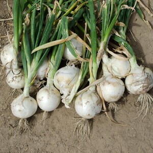 May include: A cluster of freshly harvested white onions with long, vibrant green stalks and thin, fibrous roots. The bulbs are round, smooth, and pale white, showing slight soil residue on their outer skins and stems, arranged on dry earth.