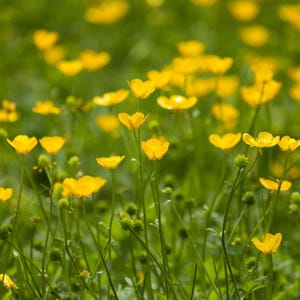 15+ Chinese Buttercup Seeds, Ranunculus cantoniensis, Wild Meadow Flower image 8