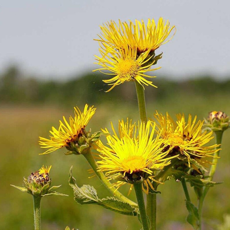 200+ nasion omanu wielkiego, Inula helenium, wysoka żółta roślina polna zdjęcie 8