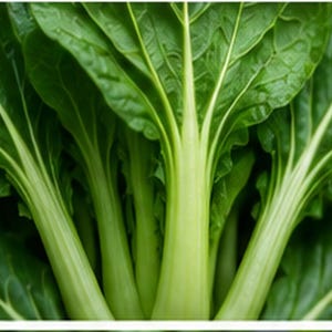 Puede incluir: Un manojo de bok choy fresco con hojas anchas, arrugadas y de un verde vibrante, unidas a tallos gruesos, lisos y de color verde claro. La verdura muestra venas blancas prominentes que recorren el centro de cada hoja y bajan por los tallos.
