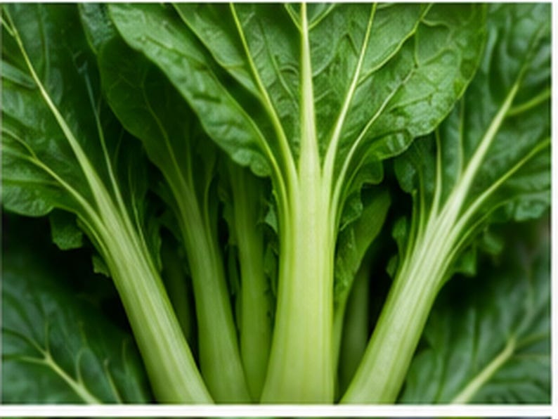 Puede incluir: Un manojo de bok choy fresco con hojas anchas, arrugadas y de un verde vibrante, unidas a tallos gruesos, lisos y de color verde claro. La verdura muestra venas blancas prominentes que recorren el centro de cada hoja y bajan por los tallos.