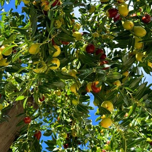 K&ouml;nnte beinhalten: Ein Jujubenbaum, behangen mit zahlreichen kleinen, ovalen Fr&uuml;chten in verschiedenen Reifestadien, die von hellgr&uuml;n und gelb bis hin zu tiefrot reichen. Die Zweige sind mit dichtem, gl&auml;nzend gr&uuml;nem Laub vor einem hellblauen Himmel bedeckt.