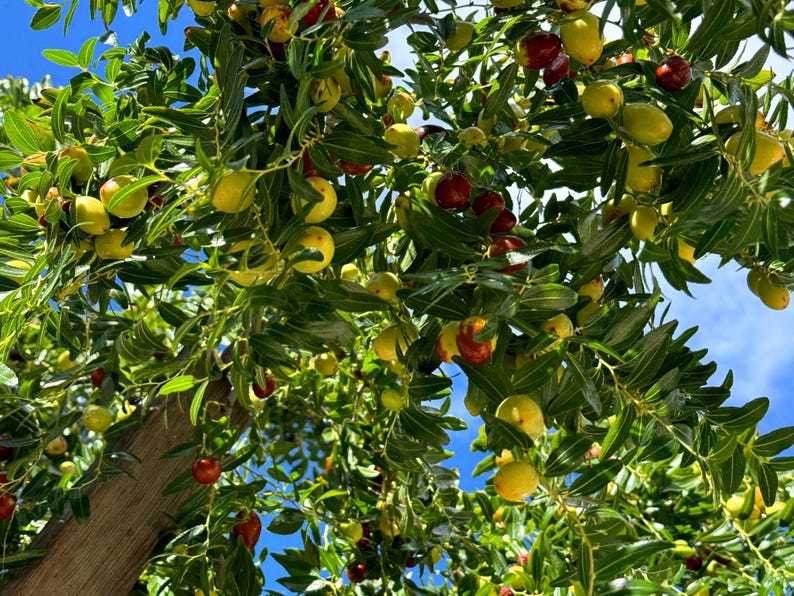 K&ouml;nnte beinhalten: Ein Jujubenbaum, behangen mit zahlreichen kleinen, ovalen Fr&uuml;chten in verschiedenen Reifestadien, die von hellgr&uuml;n und gelb bis hin zu tiefrot reichen. Die Zweige sind mit dichtem, gl&auml;nzend gr&uuml;nem Laub vor einem hellblauen Himmel bedeckt.