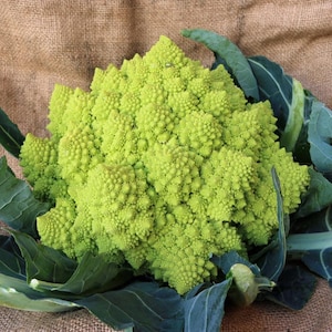 Más de 100 semillas de coliflor romanesco, Brassica oleracea, coliflor romanesco, cabezas espirales de color verde lima. imagen 1