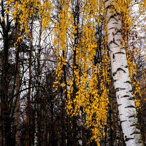 200-500 semillas de abedul llorón, Betula pendula, abedul plateado, árbol ornamental imagen 7