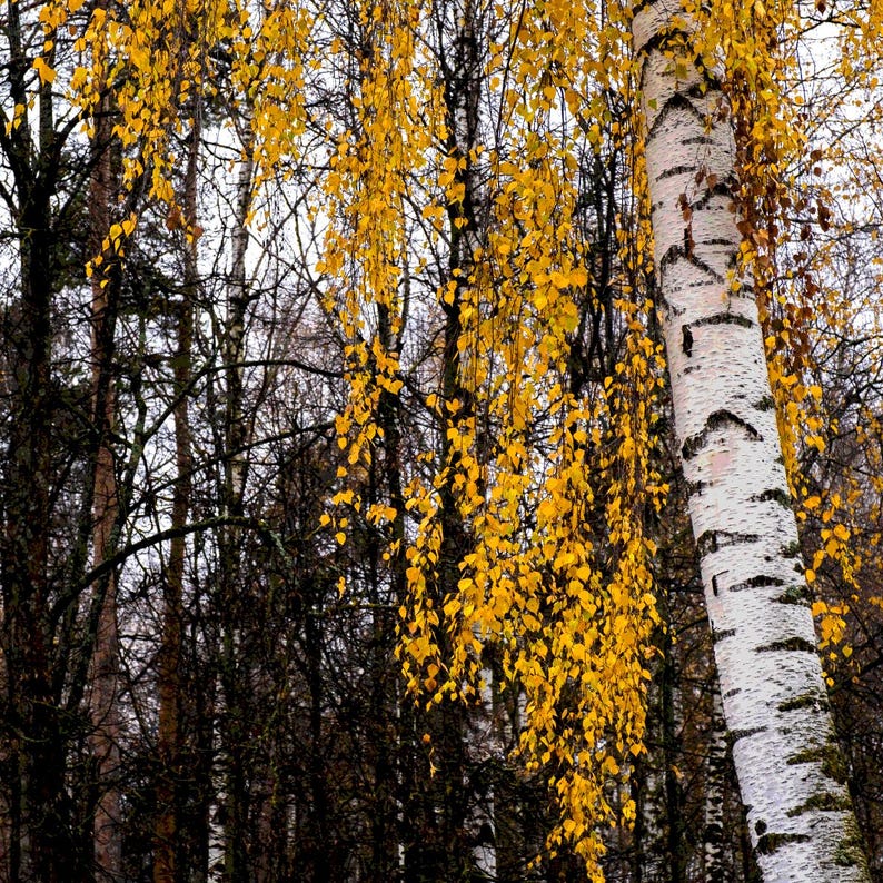 200-500 semillas de abedul llorón, Betula pendula, abedul plateado, árbol ornamental imagen 7