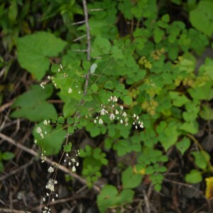 20+ Thalictrum foliolosum Frön, Mamera, Lövängsruta, Skogsmarksperenn bild 4