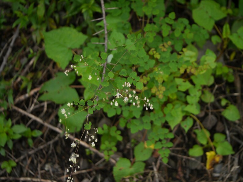 20+ Thalictrum foliolosum Frön, Mamera, Lövängsruta, Skogsmarksperenn bild 4