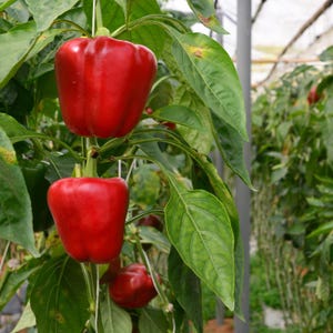 Más de 20 semillas de pimiento rojo dulce, Capsicum annuum, pimiento rojo, pimiento dulce suave. imagen 11