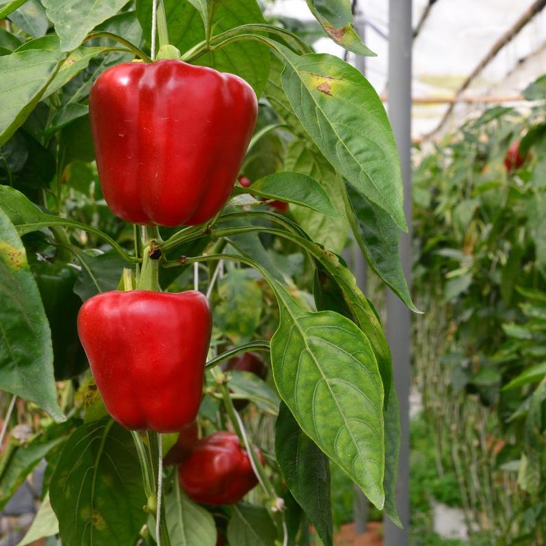 Más de 20 semillas de pimiento rojo dulce, Capsicum annuum, pimiento rojo, pimiento dulce suave. imagen 11