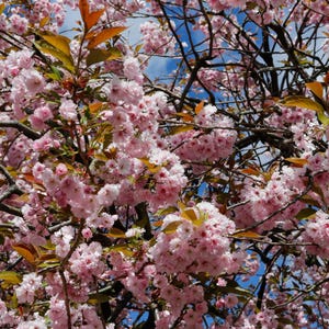 5-10 semillas de cerezo japonés, Prunus serrulata, árbol de flor de sakura. imagen 7