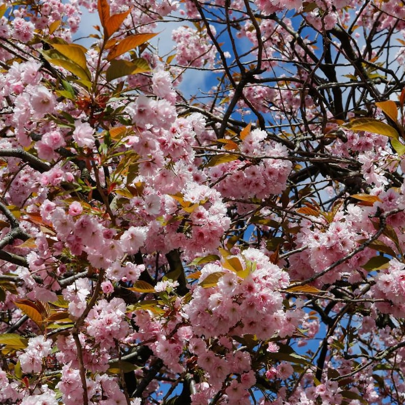 5-10 semillas de cerezo japonés, Prunus serrulata, árbol de flor de sakura. imagen 7