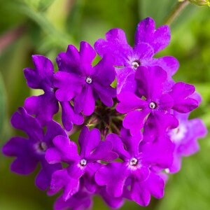 Peut inclure: Un groupe de fleurs de verveine violettes &eacute;clatantes aux p&eacute;tales &agrave; cinq lobes, chacune pr&eacute;sentant un petit centre blanc. Les p&eacute;tales ont un aspect l&eacute;g&egrave;rement dentel&eacute; et la t&ecirc;te florale est dens&eacute;ment garnie de multiples fleurs &eacute;panouies.