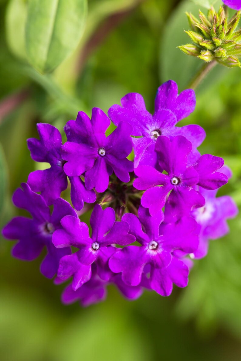 Peut inclure: Un groupe de fleurs de verveine violettes &eacute;clatantes aux p&eacute;tales &agrave; cinq lobes, chacune pr&eacute;sentant un petit centre blanc. Les p&eacute;tales ont un aspect l&eacute;g&egrave;rement dentel&eacute; et la t&ecirc;te florale est dens&eacute;ment garnie de multiples fleurs &eacute;panouies.